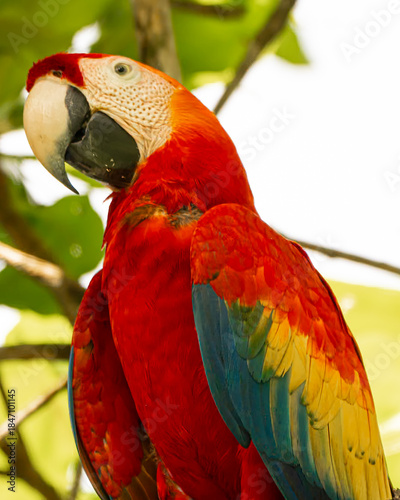 Scarlet Macaw in an Almond Tree in Costa Rica