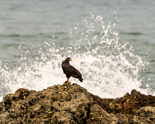 Common Black Hawk eating a crab on a beach rock