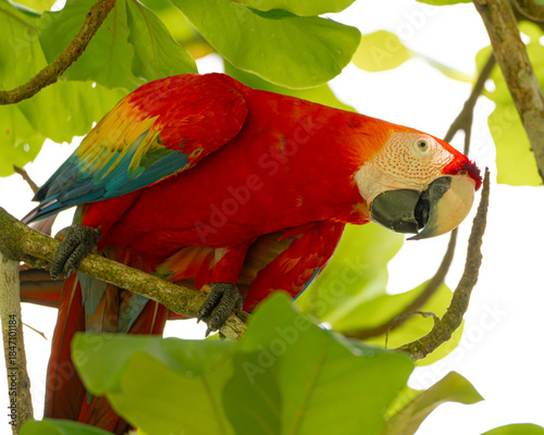 Scarlet Macaw in an Almond Tree in Costa Rica