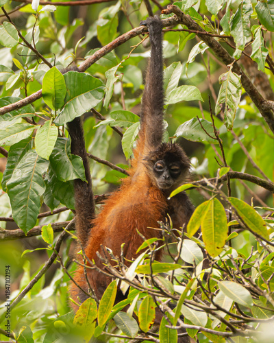 Spider Monkeys in Costa Rica