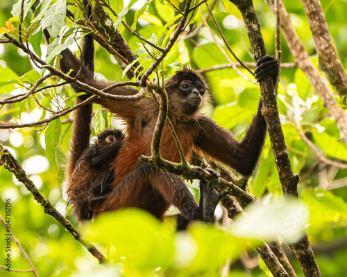 Spider Monkeys in Costa Rica