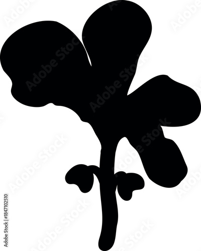 Black silhouette of cabbage seedling isolated on white background	