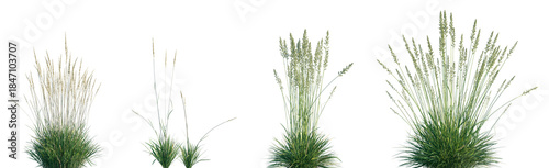 Fotografie Set of Koeleria macrantha (common name prairie Junegrass, and crested hair-grass