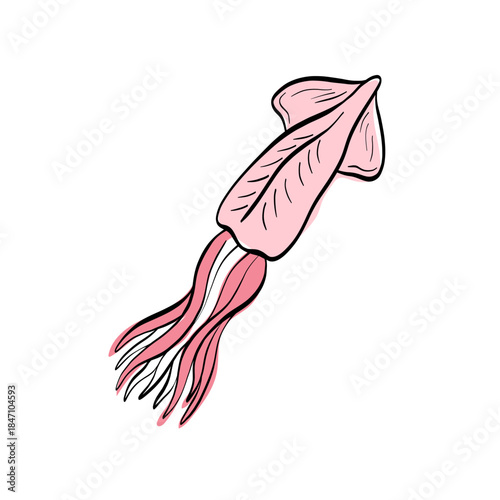 Squid calamari illustration with clean outlines. Ideal for seafood menus, coastal branding, cooking materials and Mediterranean ingredient visuals