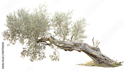 Olive Tree Isolated