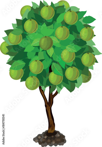 Orange tree with green crown and unripe green orange fruits isolated on white background