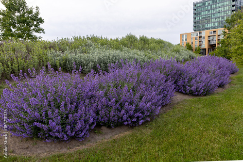Foto Purple catmint blossoms surrounded by greenery outdoors.