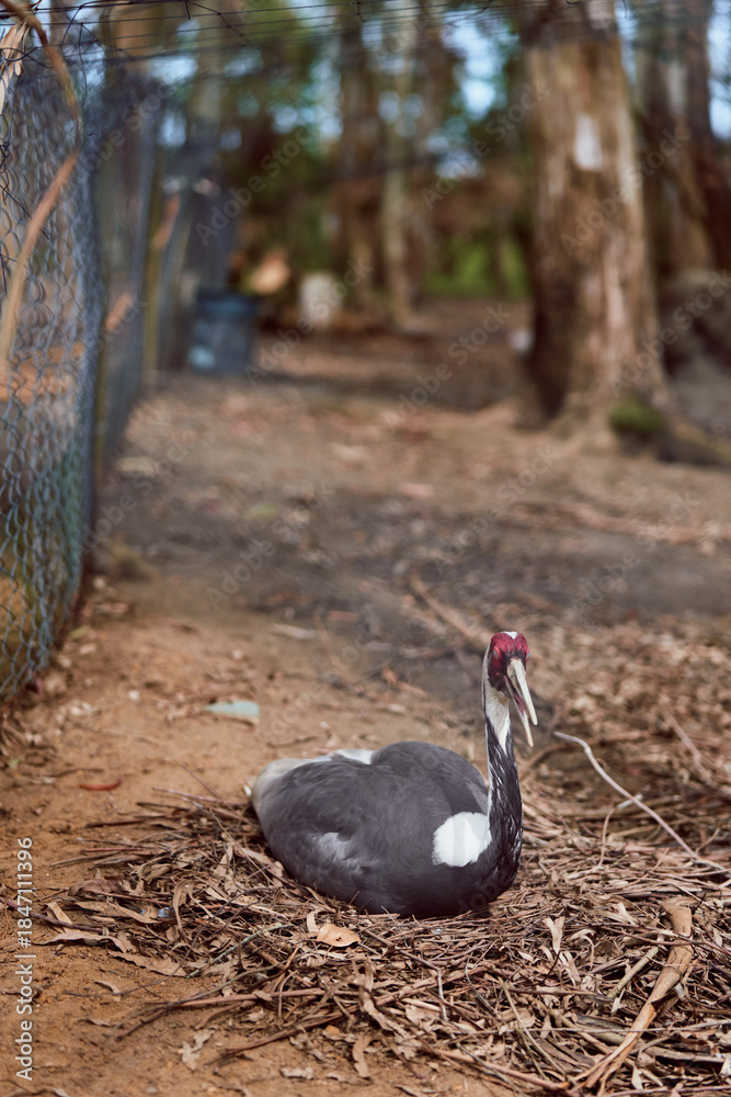Fototapeta premium Swan nest bird nature wildlife black swan sitting on a dry leaf nest in a forest clearing near a fence, portrait of waterfowl on ground with trees and earthy tones, peaceful habitat scene