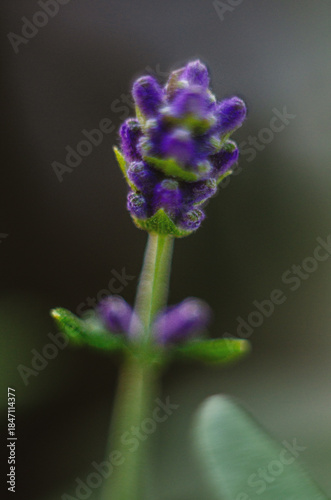 A branch of young lavender that will soon bloom in a macro photo