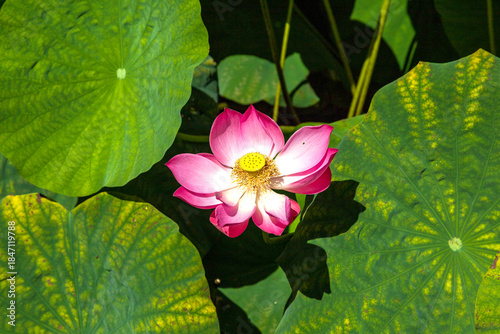 Sacred lotus flower (Nelumbo nucifera)