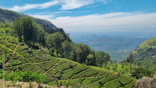 Picturesque tea plantation in Sri Lanka, highlighting lush green hills and world-famous tea estates