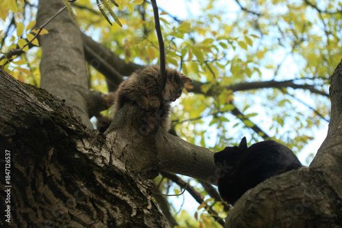 Photography Two cats sitting in tree