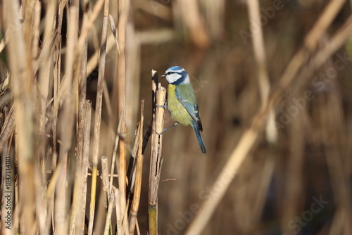 Blue Tit (Cyanistes caeruleus)looking for food in the reed bed.