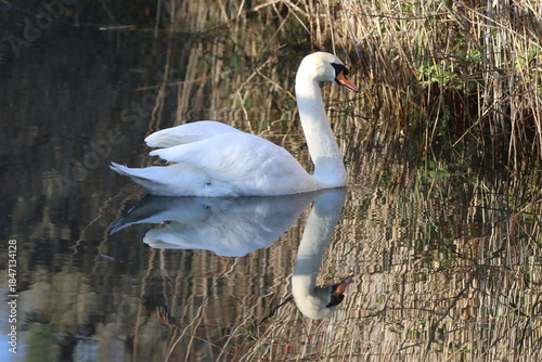 Reflections of a mute swan