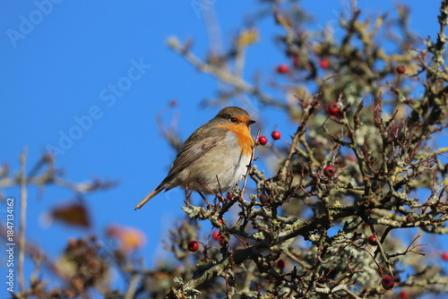 Hungry robin (Erithacus rubecula) feeding on some red berries
