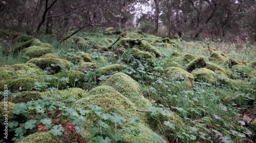 Serene hiking trail through lush, moss-covered landscape