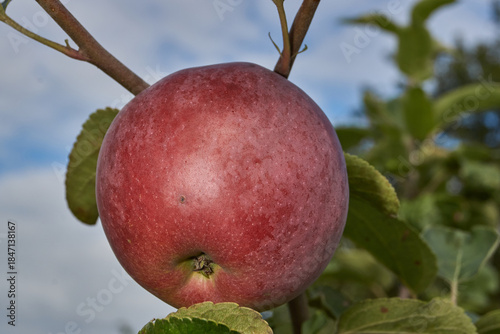 A detailed image of mature apples surrounded by dense green leaves. Ripe apples on a branch in a sunny orchard. Atmospheric natural photography suitable for gardening and seasonal harvest projects.