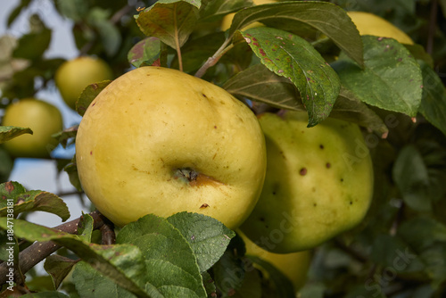 A detailed image of mature apples surrounded by dense green leaves. Ripe apples on a branch in a sunny orchard. Atmospheric natural photography suitable for gardening and seasonal harvest projects.