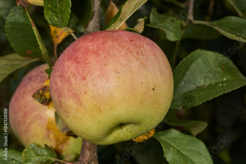 A detailed image of mature apples surrounded by dense green leaves. Ripe apples on a branch in a sunny orchard. Atmospheric natural photography suitable for gardening and seasonal harvest projects.