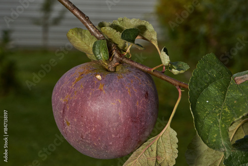A detailed image of mature apples surrounded by dense green leaves. Ripe apples on a branch in a sunny orchard. Atmospheric natural photography suitable for gardening and seasonal harvest projects.
