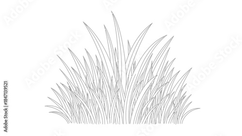 A detailed black and white illustration showing a clump of tall spiky grass or foliage