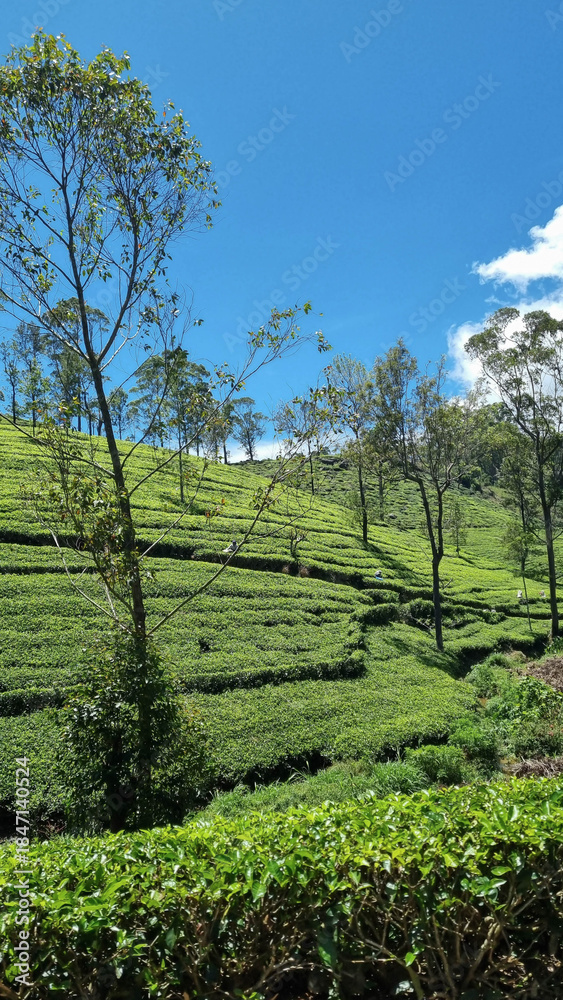 Naklejka premium Picturesque tea plantation in Sri Lanka, highlighting lush green hills and world-famous tea estates