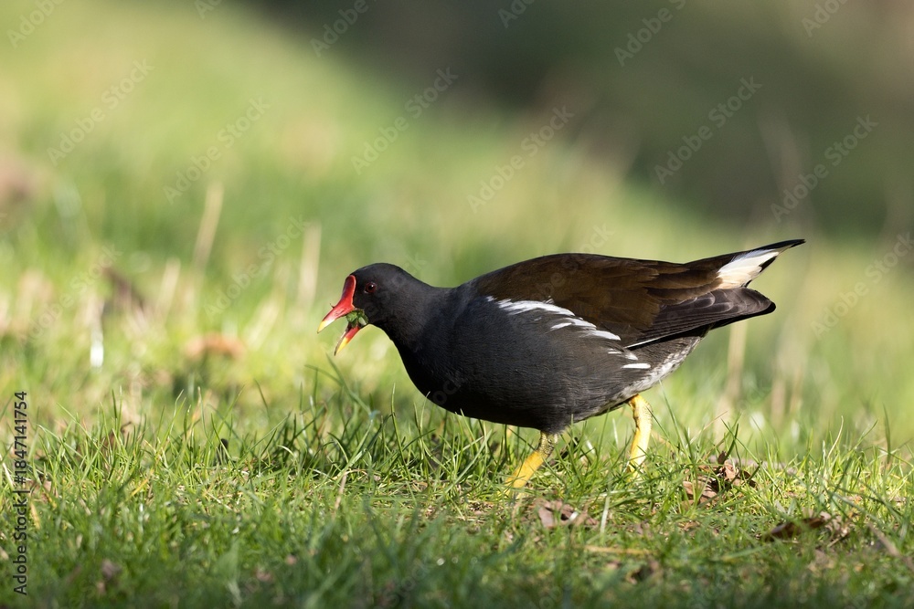 Obraz premium Common moorhen