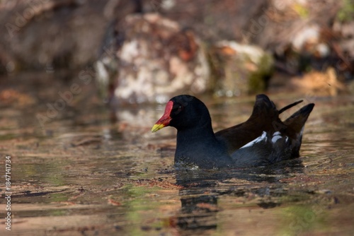 Common moorhen