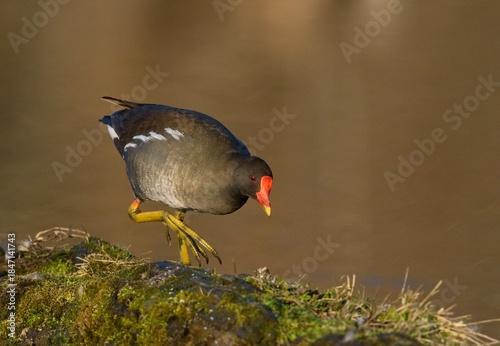 Common moorhen