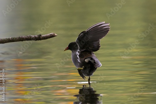 Common moorhen
