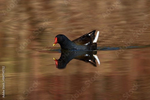 Common moorhen