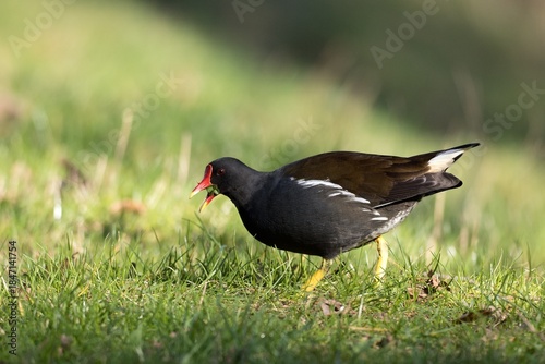 Common moorhen