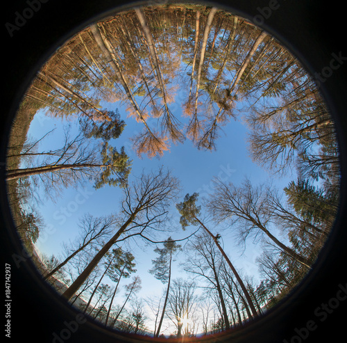 view of the sky in the forest with a circular fisheye lens 180 degrees for round background design