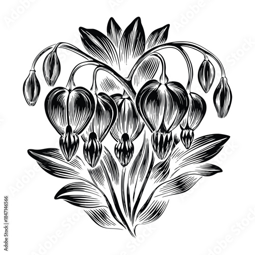 Romantic Bleeding Heart Flower Vector Design with Delicate Heart Shaped Blooms and Curved Stems Perfect for Greeting Cards and Floral Projects
