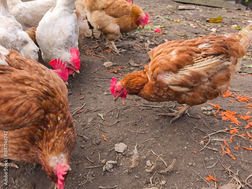 chickens on the traditional free range poultry farm in the countryside