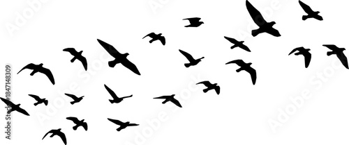 Flock of Birds Silhouette. Clipart image vector birds
