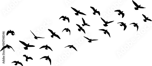 Flock of Birds Silhouette. Clipart image vector birds
