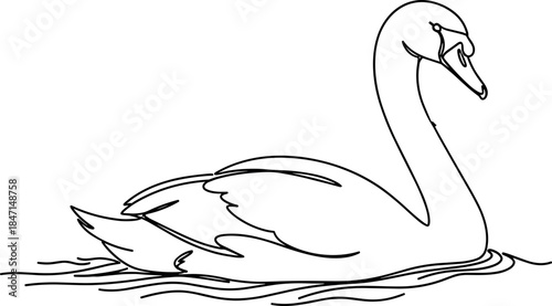 Swan Swimming in Water, Continuous Line Drawing of a Bird