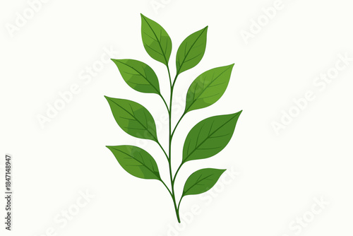 Minimalist Botanical Leaves. Minimalist botanical arrangement of fresh green leaves placed vector illustration on a clean white