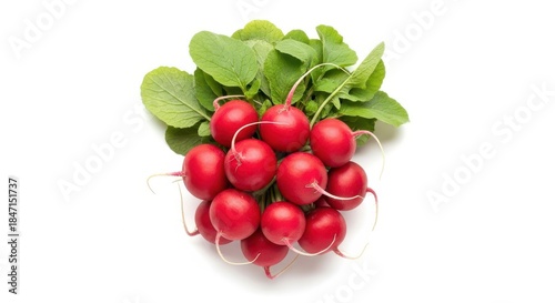 Fresh radish bunch isolated on white background.
