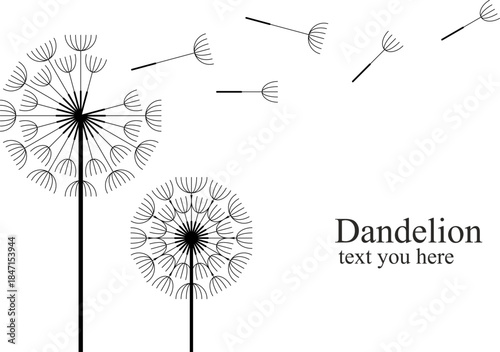 Two dandelions blowing in the wind. isolated on white background