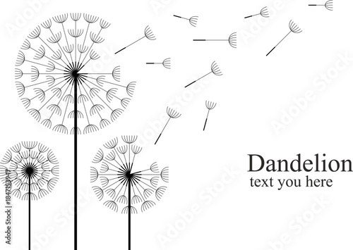 Three dandelions blowing in the wind. isolated on white background