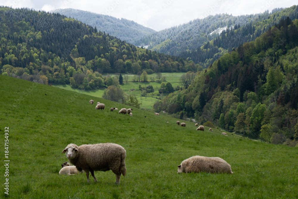 Fototapeta premium Schafe