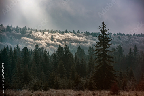 Misty Late Autumn Forest with Frosted Treetops. Misty late autumn forest with frost-covered treetops and soft sunlight breaking through clouds.