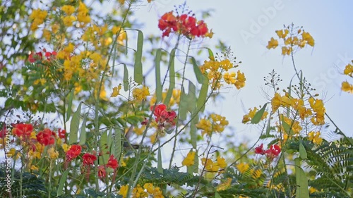 Hummingbird, a beautiful hummingbird feeding in slow motion, 4k, selective focus.