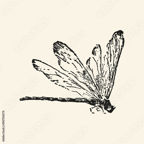 Dragonfly insect vintage ink illustration