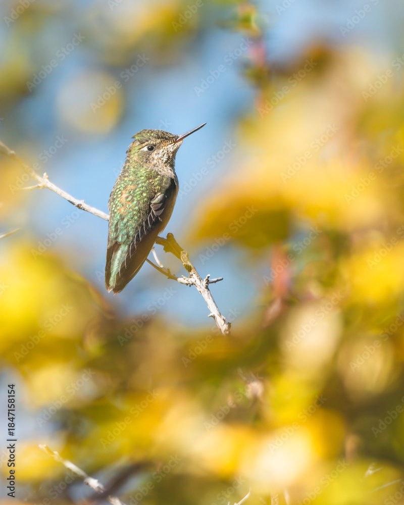 Naklejka premium Picaflor Chico, Magallanes, Chile