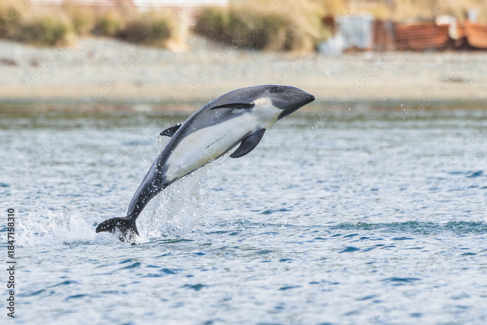 Fototapeta premium Delfín Austral, Magallanes, Chile