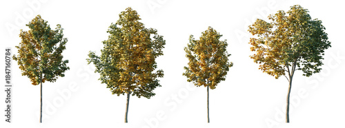 Canvas Print Picturesque Autumn Maple with Partial Yellow Foliage isolated PNG on a transpare