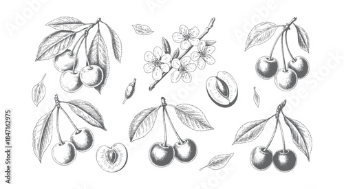 Classic handdrawn cherry branches and flowers in traditional engraving look.